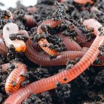 Compostwormen